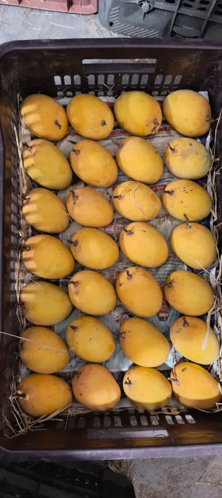 Ratnagiri mango 12 pic 220 gm plus 